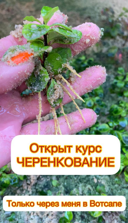 [Ева. Сад своими руками] Черенкование (2024)_0.png